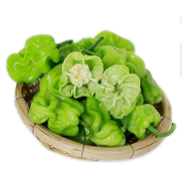 1.5kg(3斤) 新鲜皱皮青辣椒 虎皮辣椒薄皮圆椒野菌配料