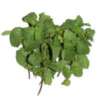 500g 新鲜薄荷叶 农家可食用留兰香 装饰调酒香料