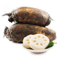 5kg 莲藕 新鲜现挖脆藕香糯脆藕白藕蔬菜