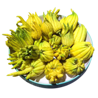 迷你果500g 约7-9个 柑新鲜 佛手果清香食用果观赏果供佛香橼果