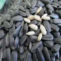 原味油葵瓜子 2 斤 新货 椒盐黑珍珠小瓜子油葵生熟可选1/2斤