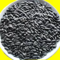 黑珍珠瓜子 椒盐/原味油葵黑珍珠小瓜子生熟可选1/2斤