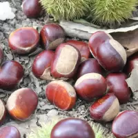 新板栗生新鲜 栗子锥栗仁带壳油栗当季 精选板栗 3斤装(大果装)12-15g