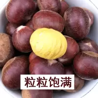 丹东板栗生栗子新鲜农家老树 油栗子栗仁蔬菜 5斤[实惠装 保证新鲜]