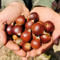 建瓯特产板栗生新鲜 锥栗油栗 生栗子毛栗子