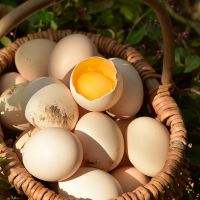 赛卡伊 40枚正宗新鲜现捡土鸡蛋农村散养 柴鸡蛋农家笨鸡蛋整箱