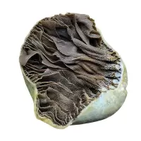 赛卡伊 整块毛肚牛肚带底商用火锅餐饮串串专用重庆食材新鲜水发牛百叶 整块带底板毛肚[2斤装]