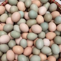赛卡伊 正宗农家散养土鸡蛋新鲜绿壳乌鸡蛋混合装儿童营养蛋整箱批发
