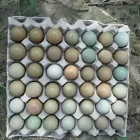 赛卡伊 七彩山鸡蛋正宗新鲜辅食蛋散养笨柴草鸡蛋土鸡蛋一箱