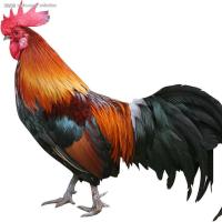 赛卡伊 农村散养大公鸡现杀发货三黄鸡老母鸡运动量大肉质紧密玉米饲养 农村散养大公鸡(加送料包) 大公鸡净重2.5斤1
