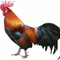赛卡伊 农村散养大公鸡现杀发货三黄鸡老母鸡运动量大肉质紧密玉米饲养 山东农村散养大公鸡(加送料包) 大公鸡净重2.5斤1