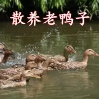 赛卡伊 散养五年老鸭子土鸭水鸭麻鸭笨鸭新鲜鸭子生鲜火锅食材现杀现发 散养5年老鸭推荐装6斤/只[]