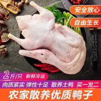 赛卡伊 鸭子农家散养土鸭笨鸭白条鸭新鲜鸭子肉整鸭冷冻生鲜批发 精选白条鸭[]实发2只
