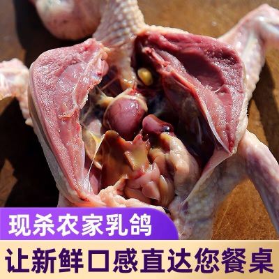 赛卡伊 三年老鸽子新鲜乳鸽农家散养土鸽子肉活体现杀五谷杂粮营养补品 一年鸽2只装(单只八两+)