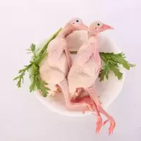 赛卡伊 乳鸽子肉3只现杀白条农家散养孕产妇补气生血土鸽子新鲜批发 现杀抽真空加冰块乳鸽三只单只350克