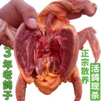 赛卡伊 农家散养老鸽子土鸽乳鸽新鲜现杀杂粮喂养活体现杀 宰杀老鸽子单只净重8量以上2只
