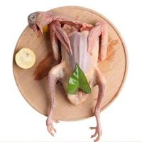 赛卡伊 新鲜农家散养现杀土鸽子烤乳鸽老鸽子活体杂粮喂养鸽子肉生鲜肉鸽 精选:乳鸽3只[单只8-9两]送料包