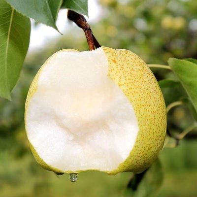 赛卡伊 应季新鲜冰糖雪梨脆甜现摘酥梨 新鲜水果整箱香梨