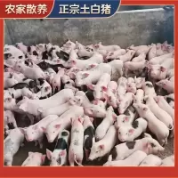 赛卡伊 烤乳猪整只冰鲜小猪批发新鲜乳猪烤乳猪活物酒店宴会 整只13-15斤(净膛去毛) 其他规格咨询客服