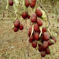 赛卡伊 新枣若羌红枣灰枣未清洗特产零食批发1-5斤