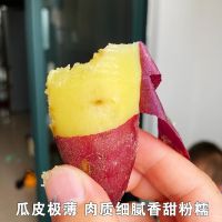 赛卡伊 桥头富硒地瓜10斤板栗薯新鲜红薯澄迈沙地番薯黄心香甜粉