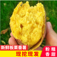 赛卡伊 新鲜农家自种鸡蛋黄番薯黄肉粉糯甜红薯非板栗薯黄心小红薯山芋地瓜