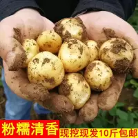 赛卡伊 现挖黄心小土豆批发新鲜大土豆粉糯面迷你马铃薯洋芋蔬菜5斤