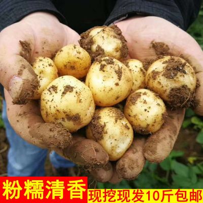 赛卡伊 现挖黄心小土豆批发新鲜大土豆粉糯面迷你马铃薯洋芋蔬菜5斤