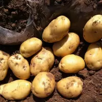 赛卡伊 黄心土豆新鲜新土豆黄皮土豆批发价洋芋马铃薯黄肉土豆批发5/10斤
