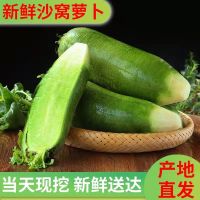 赛卡伊 天津沙窝萝卜正宗水果青萝卜生吃甜脆新鲜蔬菜现摘非潍坊萝卜