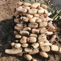 赛卡伊 [新鲜现挖]新鲜现挖粉甜莲藕3/5斤煲汤糯米脆藕带有机蔬菜食品 粉藕 寒冷地区推荐保温箱净5斤