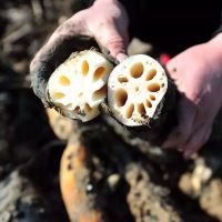 赛卡伊 农家新鲜莲藕现挖煲汤粉藕面藕脆藕嫩莲藕片藕新鲜藕食用生吃凉拌 3斤新鲜粉藕