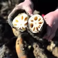 赛卡伊 农家新鲜莲藕现挖煲汤粉藕面藕脆藕嫩莲藕片藕新鲜藕食用生吃凉拌 3斤新鲜粉藕