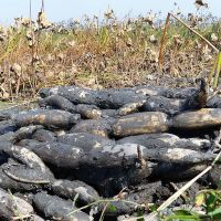 赛卡伊 洪湖新鲜煲汤面莲藕农家现挖现发带泥巴九孔粉糯嘉鱼特产鲜藕 3斤精选粉藕(3-5个)