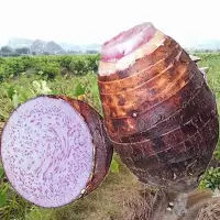 赛卡伊 芋头认准阿凤家正宗贡芋现挖新鲜槟榔紫藤香芋乾隆爱吃