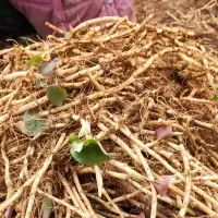 赛卡伊 鱼腥草 现挖 折耳根 新鲜 贵州 嫩芽 嫩根 凉拌 节节根 不洗