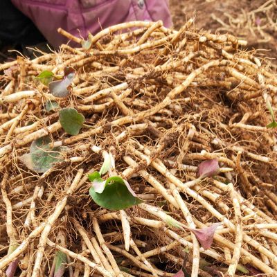 赛卡伊 鱼腥草 现挖 折耳根 新鲜  嫩芽 嫩根 凉拌 节节根 不洗