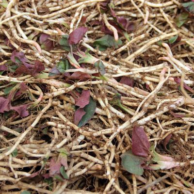 赛卡伊 鱼腥草 现挖 折耳根 新鲜 节节根 凉拌 野菜 不洗 嫩根