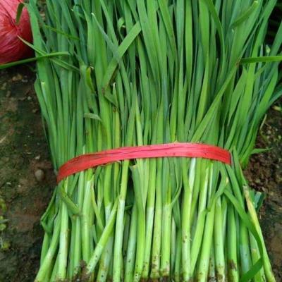 赛卡伊 [现割韭菜]头茬宽叶韭菜新鲜批发价韭菜水饺烤韭菜
