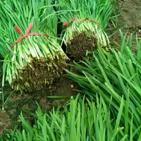 赛卡伊 韭菜新鲜头茬韭菜韭苔山东寿光农家先割先发韭菜净重1斤5斤