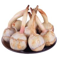 赛卡伊 高原新鲜大慈姑新鲜蔬菜茨菇蓝马蹄慈姑现挖粉糯茨菰产地批发 现挖新鲜大茨菇 3斤[爆卖]