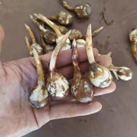 赛卡伊 新鲜小茨菇白茨菰 农家自种蓝紫蔬菜慈姑青茨菇产地直发 小茨菇2斤