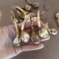赛卡伊 新鲜小茨菇白茨菰 农家自种蓝紫蔬菜慈姑青茨菇产地直发 小茨菇2斤