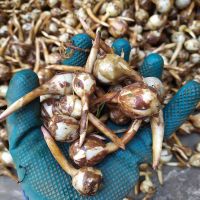 赛卡伊 新鲜小茨菇白茨菰 农家自种蓝紫蔬菜慈姑青茨菇产地直发 小茨菇5斤