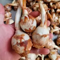 赛卡伊 云南蓝茨菰新鲜现挖大号茨菇荸荠新鲜蔬菜马蹄茨菇慈菇批发 中茨菇*3斤