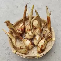 赛卡伊 新鲜茨菇农家慈姑白茨菇慈菇慈姑茨菰马蹄白菇慈姑一份 硬币大小茨菇5斤装