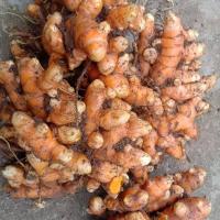 赛卡伊 新鲜姜黄新鲜黄姜土姜月子姜食用