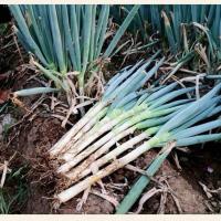 赛卡伊 大葱铁杆鲜嫩大葱现挖现发农家自种大葱批发