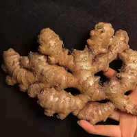 赛卡伊 生姜姜黄姜月子姜黄姜现挖新鲜蔬菜姜