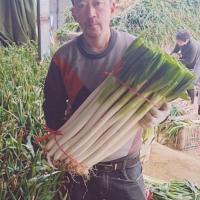 赛卡伊 大葱批发铁杆大葱新鲜绿葱香葱 ]3/5斤